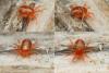 Erythracarus parietinus